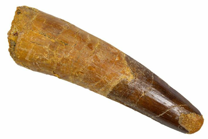 Fossil Spinosaurus Tooth - Real Dinosaur Tooth #305732